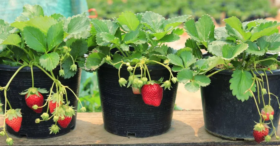 Cultivando Morangos em Casa