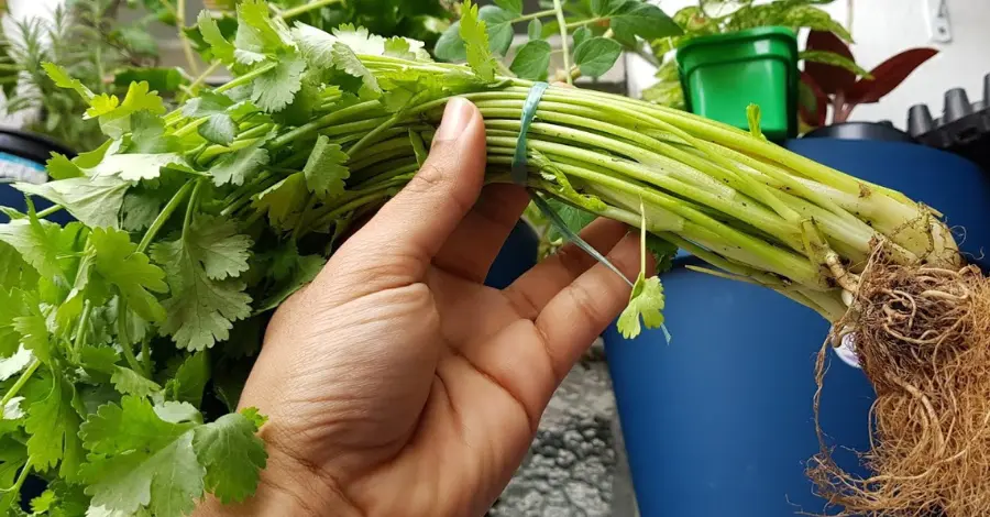 Cultivando Coentro em Casa na Água